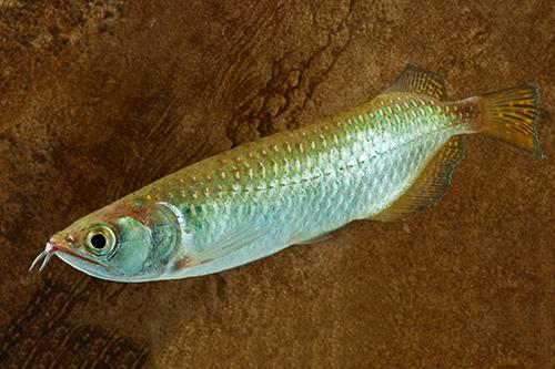 picture of Jardini Arowana Reg                                                                                  Scleropages jardini