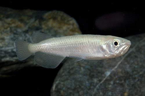 picture of Leichardti Arowana Sml                                                                               Scleropages leichardti