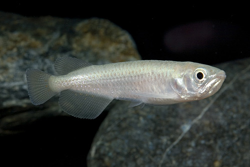 picture of Leichardti Arowana Reg                                                                               Scleropages leichardti