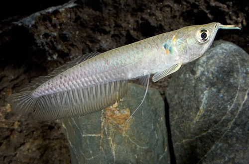 picture of Silver Arowana Sml                                                                                   Osteoglossum bicirrhosum