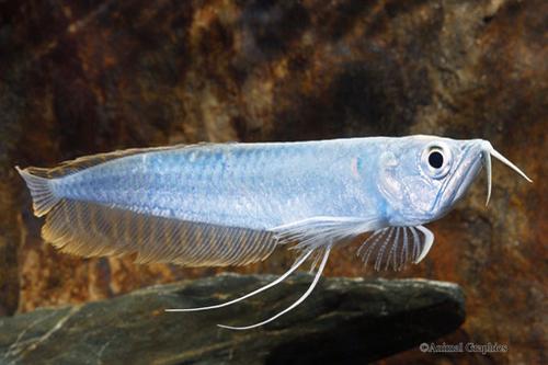 picture of Silver Blueberry Arowana M/S                                                                         Osteoglossum bicirrhosum