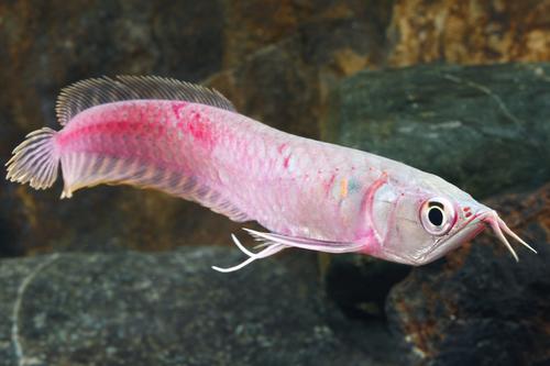 picture of Silver Strawberry Arowana Med                                                                        Osteoglossum bicirrhosum