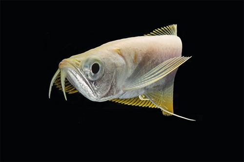 picture of Albino Silver Arowana Reg                                                                            Osteoglossum bicirrhosum