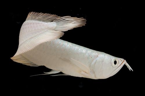 picture of Silver White Diamond Arowana M/L                                                                     Osteoglossum bicirrhosum