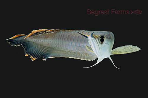 picture of Black Arowana Tank Raised Reg                                                                        Osteoglossum ferreirai