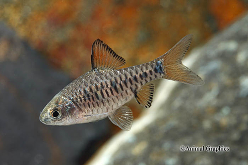 picture of Checkerboard Barb Reg                                                                                Oliotius oligolepis