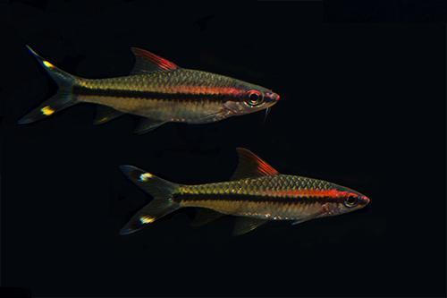 picture of Denisonii Barb / Roseline Shark M/L                                                                  Sahyadria denisonii
