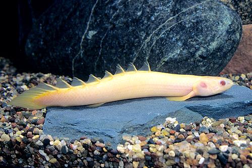 picture of Albino Dinosaur Senegalus Polypterus M/S                                                             Polypterus senegalus 'Albino'