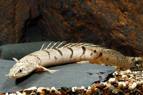 picture of Delhezi Polypterus M/S                                                                               Polypterus delhezi