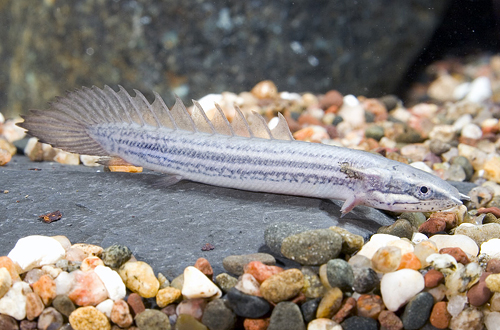 picture of Dinosaur Senegalus Polypterus Tank Raised Sml                                                        Polypterus senegalus