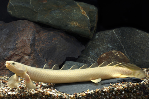 picture of Dinosaur Senegalus Polypterus Tank Raised Med                                                        Polypterus senegalus