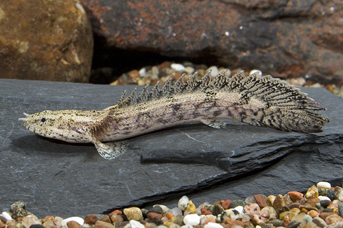 picture of Endlicheri Polypterus Tank Raised Sml                                                                Polypterus endlicheri endlicheri