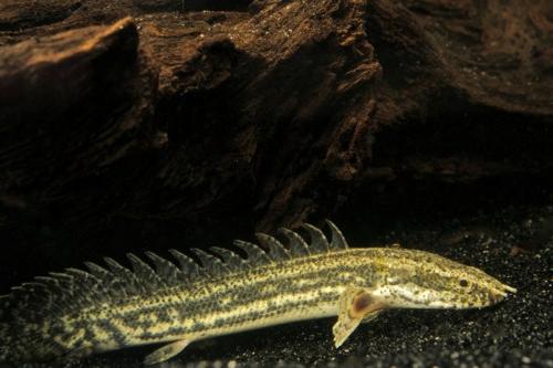 picture of Lapradei Polypterus Tank Raised Med                                                                  Polypterus lapradei