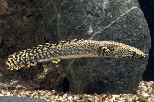 picture of Ornatipinnis Polypterus Tank Raised Sml                                                              Polypterus ornatipinnis