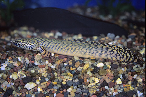 picture of Ornatipinnis Polypterus Tank Raised Reg                                                              Polypterus ornatipinnis