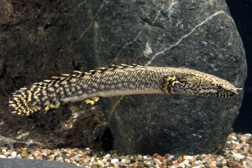 picture of Ornatipinnis Polypterus Tank Raised M/L                                                              Polypterus ornatipinnis