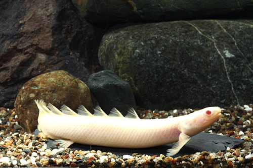 picture of Albino Shortbody Senegalus Polypterus Med                                                            Polypterus senegalus 'Albino'