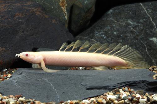 picture of Albino Longfin Senegalus Polypterus Reg                                                              Polypterus senegalus 'Albino Longfin'