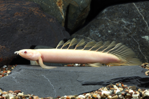 picture of Albino Longfin Senegalus Polypterus Med                                                              Polypterus senegalus 'Albino Longfin'