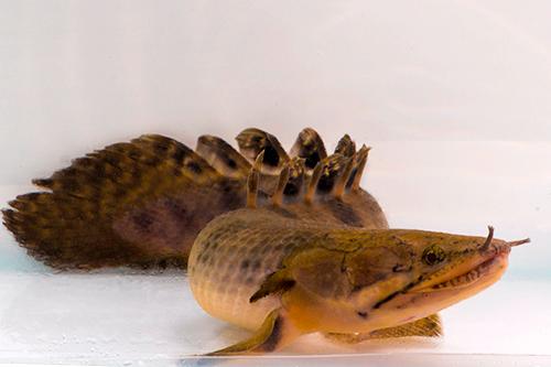 picture of Weeksi Polypterus Med                                                                                Polypterus weeksii