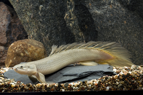 picture of Longfin Dinosaur Senegalus Polypterus Reg                                                            Polypterus senegalus 'Longfin'