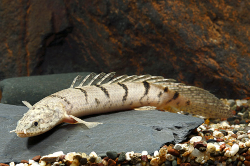 picture of Delhezi Polypterus Tank Raised M/S                                                                   Polypterus delhezi