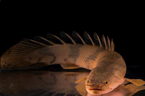 picture of Endlicheri Polypterus Xlg                                                                            Polypterus endlicheri endlicheri