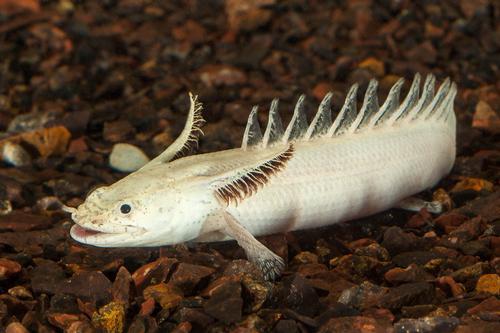 picture of Platinum Endlicheri Polypterus Med                                                                   Polypterus endlicheri endlicheri