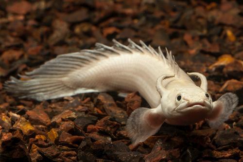 picture of Platinum Senegalus Polypterus Med                                                                    Polypterus senegalus 'platinum'