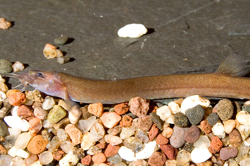 picture of Black Kuhlii Loach Reg                                                                               Pangio javanicus