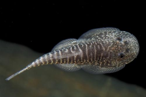 picture of Chinese Butterfly Loach Med                                                                          Beaufortia kweichowensis