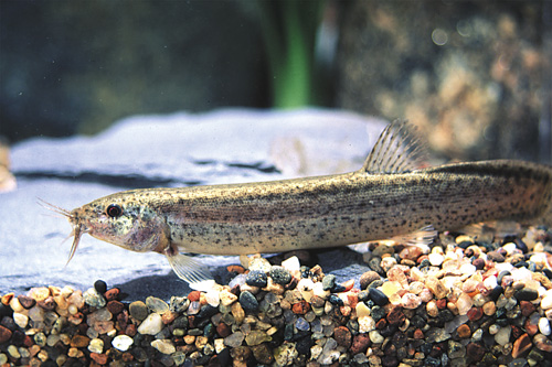 picture of Dojo Loach Lrg                                                                                       Misgurnus anguillicaudatus