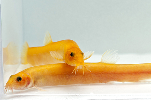 picture of Gold Dojo Loach Reg                                                                                  Misgurnus anguillicaudatus 'Gold'