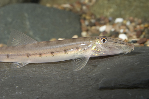 picture of Horseface Loach Lrg                                                                                  Acantopsis dialuzona