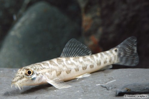 picture of Zipper Loach Reg                                                                                     Noemacheilus sp.