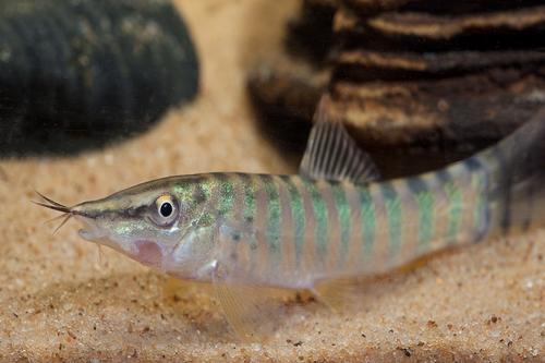 picture of Berdmore's Loach Reg                                                                                 Syncrossus berdmorei