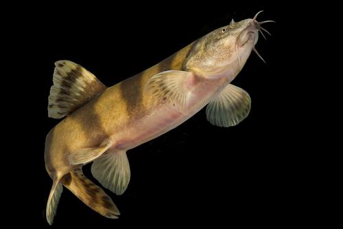 picture of Royal Clown Loach Lrg                                                                                Leptobotia elongata