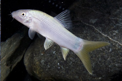 picture of Yellowtail Botia Reg                                                                                 Yasuhikatokia  lecontei