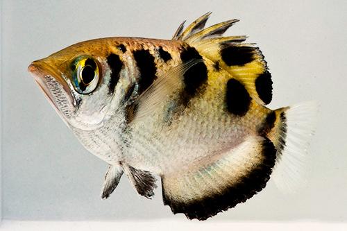 picture of Archer Fish Sml                                                                                      Toxotes jaculatrix