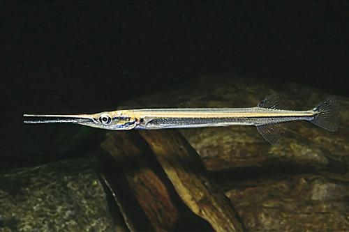 picture of Asian Needlenose Gar Reg                                                                             Xenentodon cancila