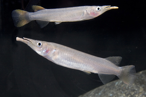 picture of Celebese Halfbeak Reg                                                                                Dermogenys nomorhamphus celebensis