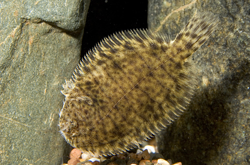 picture of Freshwater Flounder Sml                                                                              Achirus fasciatus
