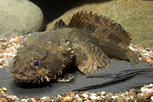picture of Freshwater Lionfish Reg                                                                              Batrachomoeus trispinosus
