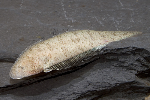 picture of Freshwater Tonguefish Lrg                                                                            Synaptura cadenati