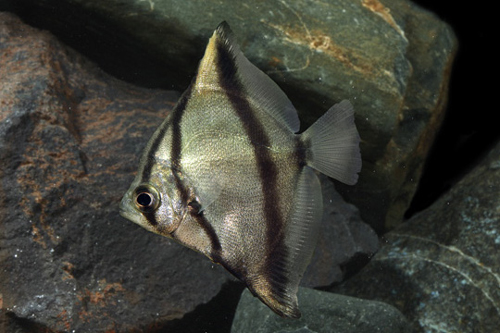 picture of Monodactylus Sebae Tank Raised Med                                                                   Monodactylus sebae