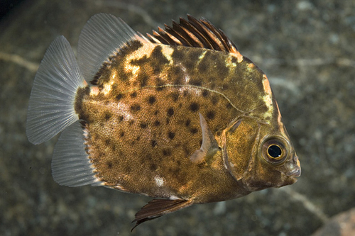 picture of Red Scat Med                                                                                         Scatophagus argus rubifrons