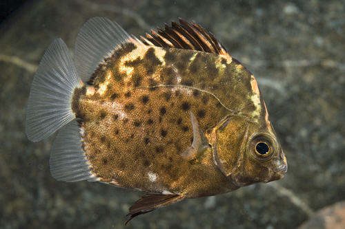 picture of Red Scat M/L                                                                                         Scatophagus argus rubifrons