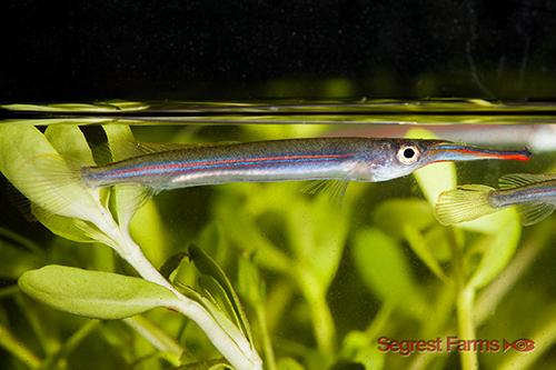 picture of Red Stripe Halfbeak Reg                                                                              Hemirhaphodon kapuensis