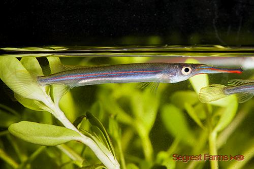 picture of Red Stripe Halfbeak Lrg                                                                              Hemirhaphodon kapuensis