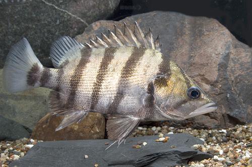 picture of Silver Datnoid Xlg                                                                                   Datnioides quadrifasciatus